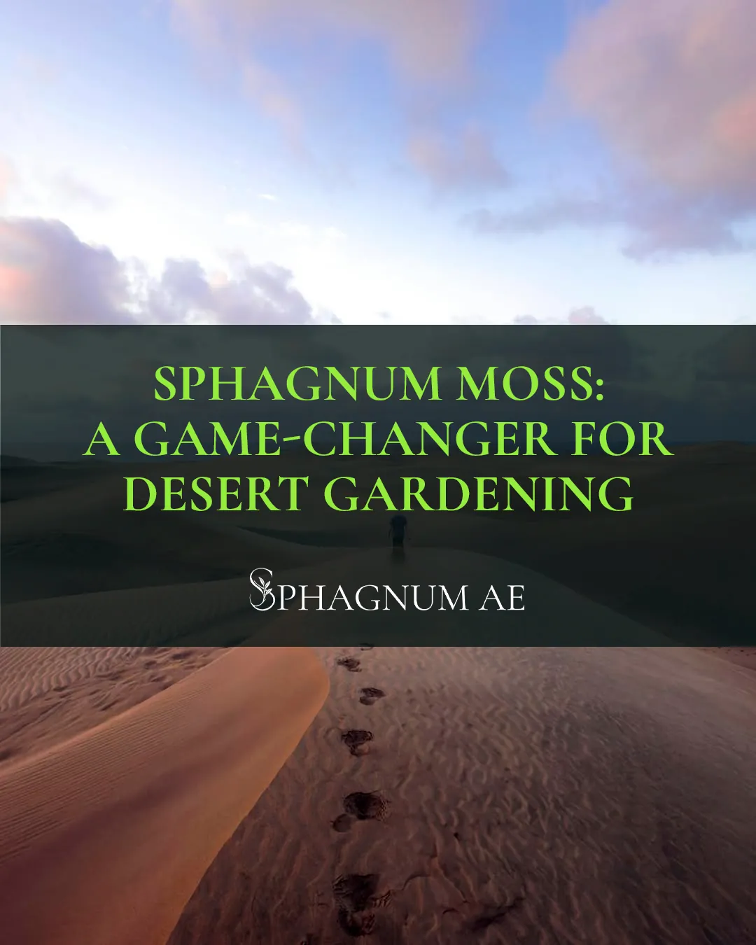 Sphagnum moss: a game-changer for desert gardening