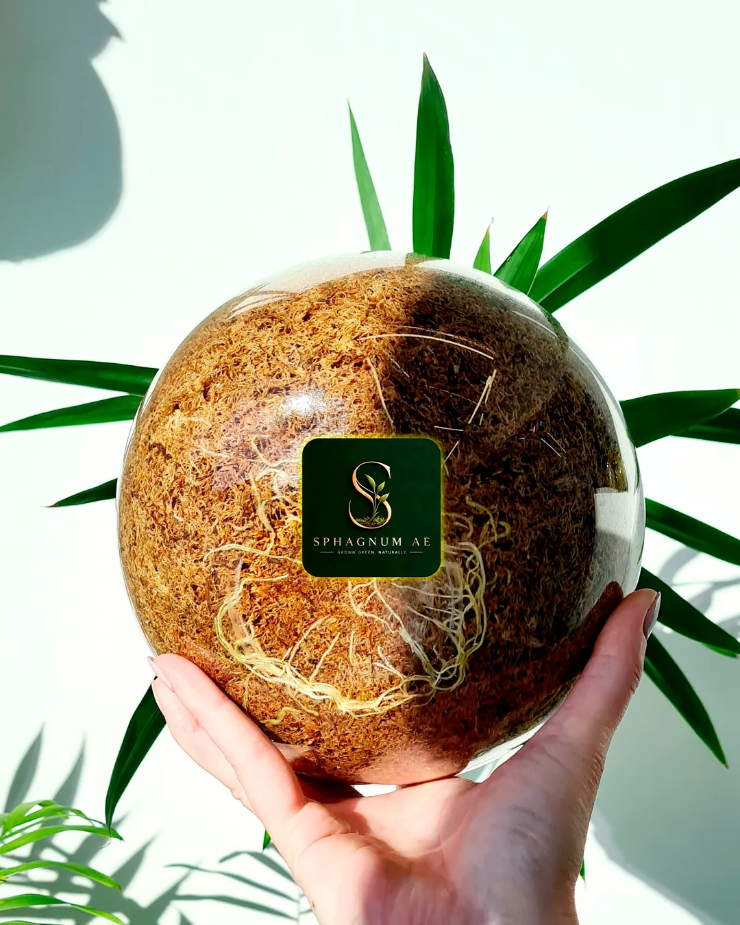 Sphagnum moss ball